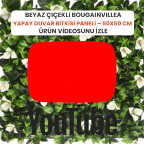 Beyaz Çiçekli Bougainvillea