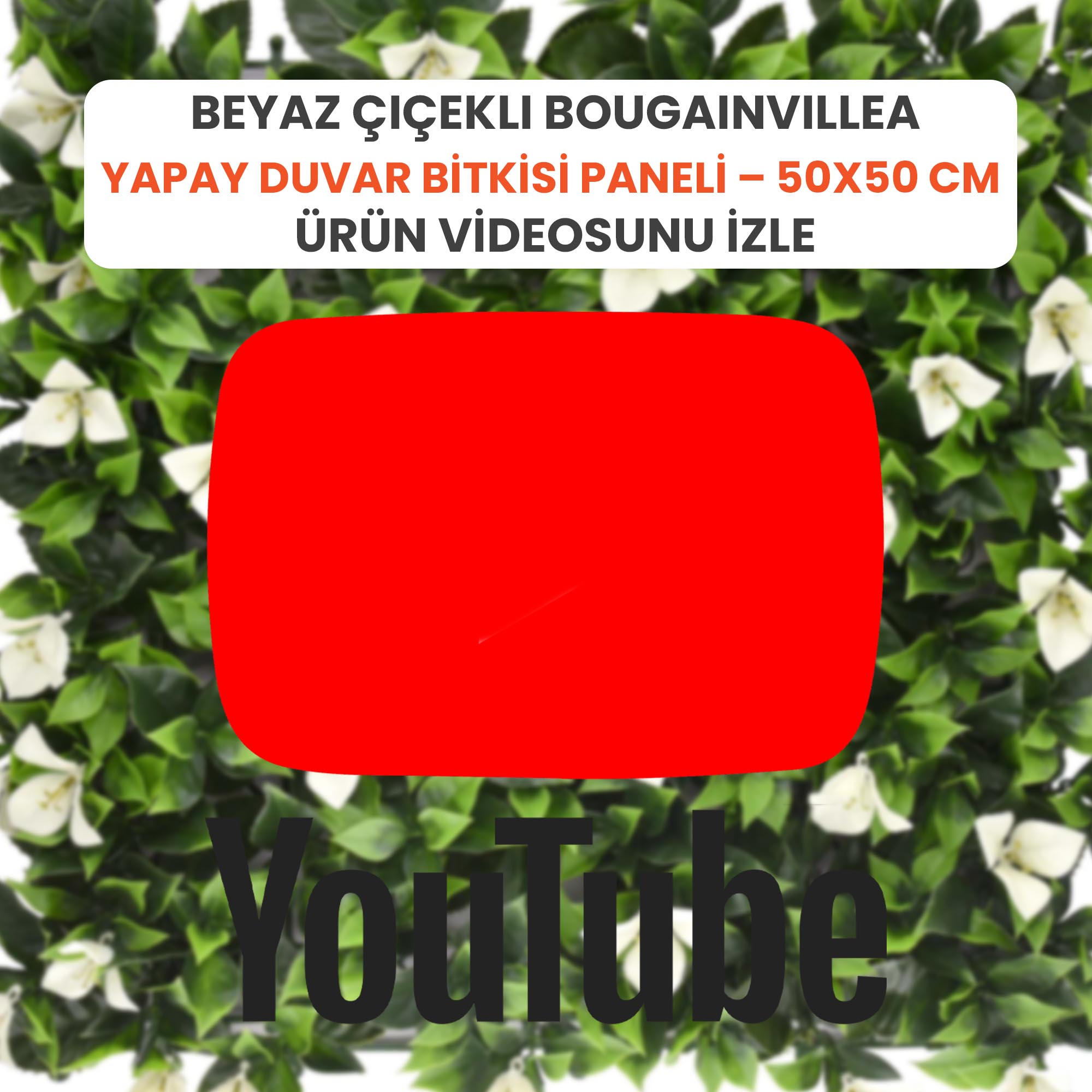 Beyaz Çiçekli Bougainvillea