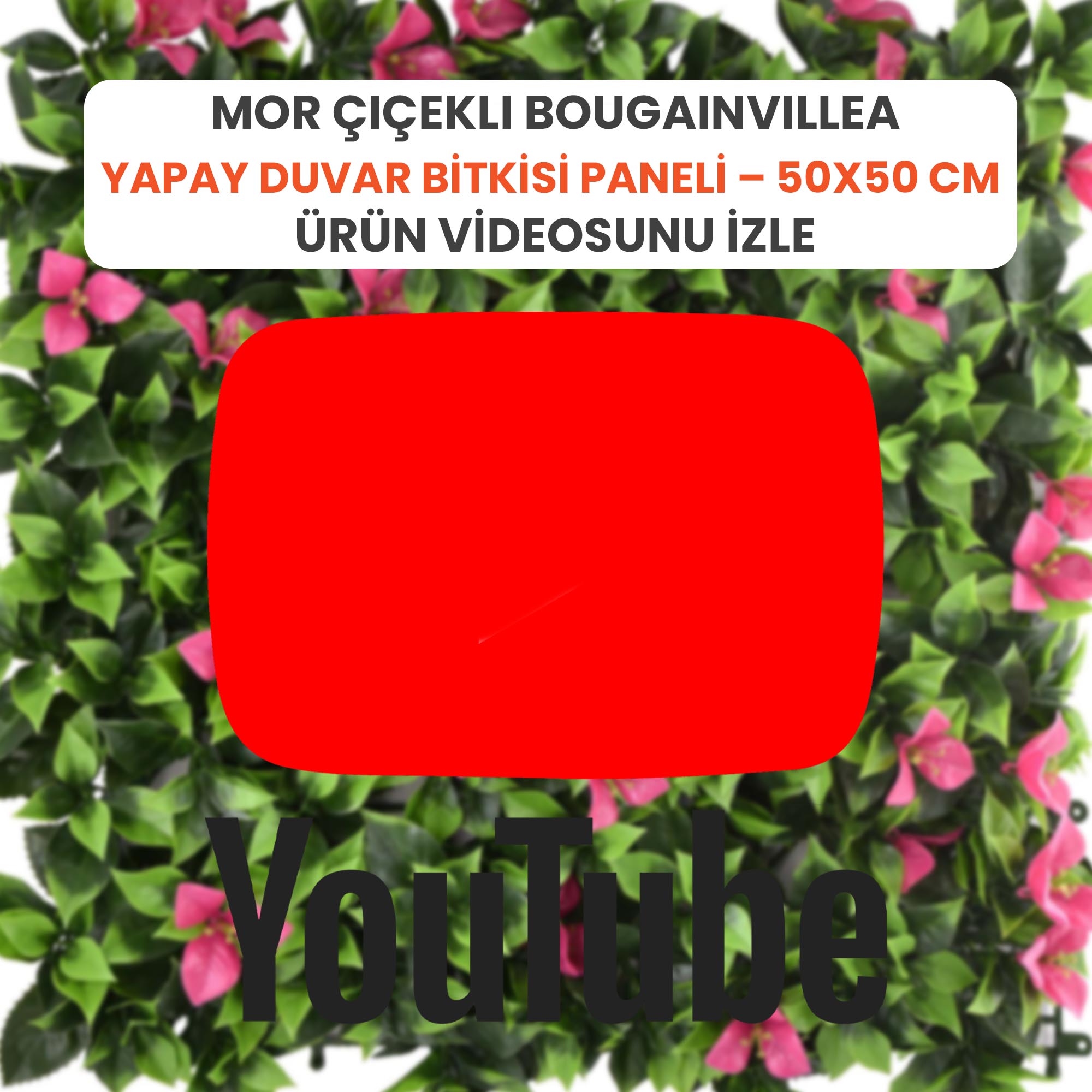 Mor Çiçekli Bougainvillea