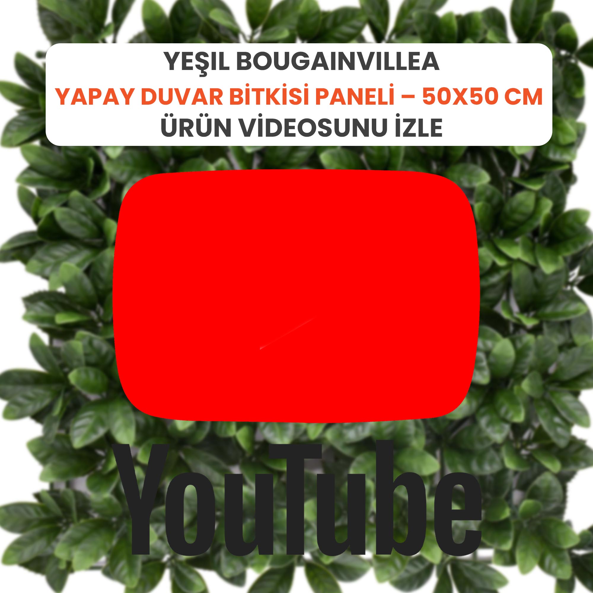 Yeşil Bougainvillea